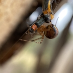 Cryptachaea veruculata at Jerrabomberra, NSW - 2 Mar 2022