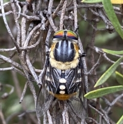 Scaptia sp. (genus) (March fly) at Jerrabomberra, NSW - 2 Mar 2022 by SteveBorkowskis