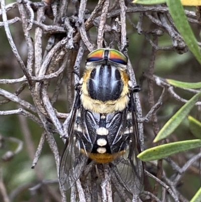 Scaptia sp. (genus) (March fly) at QPRC LGA - 1 Mar 2022 by Steve_Bok