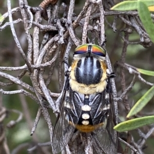 Scaptia sp. (genus) at Jerrabomberra, NSW - 2 Mar 2022