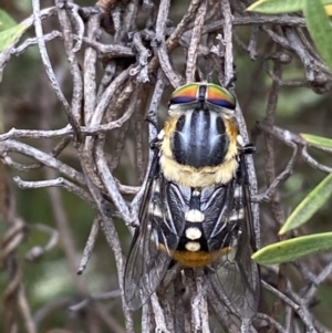 Scaptia sp. (genus) at Jerrabomberra, NSW - 2 Mar 2022