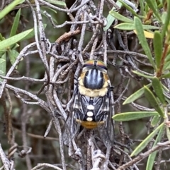 Scaptia sp. (genus) at Jerrabomberra, NSW - 2 Mar 2022