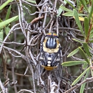 Scaptia sp. (genus) at Jerrabomberra, NSW - 2 Mar 2022