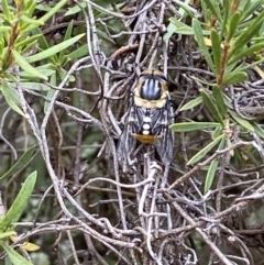 Scaptia sp. (genus) at Jerrabomberra, NSW - 2 Mar 2022