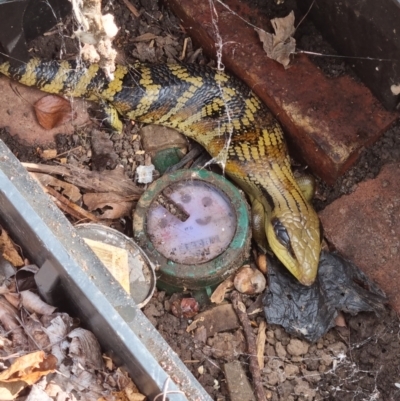 Tiliqua scincoides scincoides (Eastern Blue-tongue) at McKellar, ACT - 28 Feb 2022 by pixelnips