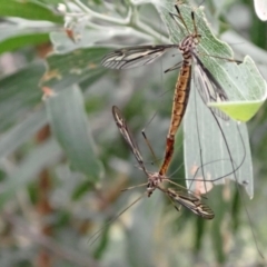 Ptilogyna sp. (genus) (A crane fly) at Murrumbateman, NSW - 1 Mar 2022 by SimoneC