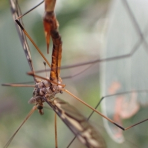 Ptilogyna sp. (genus) at Murrumbateman, NSW - 1 Mar 2022 04:05 PM