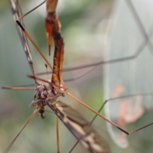 Ptilogyna sp. (genus) at Murrumbateman, NSW - 1 Mar 2022
