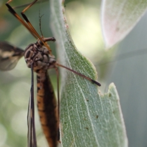 Ptilogyna sp. (genus) at Murrumbateman, NSW - 1 Mar 2022 04:05 PM