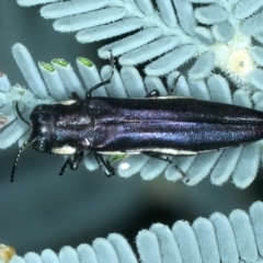 Agrilus hypoleucus (Hypoleucus jewel beetle) at Paddys River, ACT - 1 Mar 2022 by jb2602