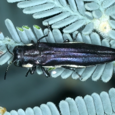 Agrilus hypoleucus (Hypoleucus jewel beetle) at Tidbinbilla Nature Reserve - 28 Feb 2022 by jb2602