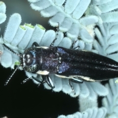 Agrilus hypoleucus at Paddys River, ACT - 1 Mar 2022