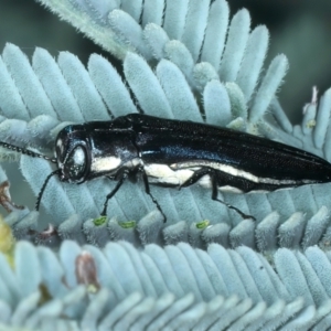 Agrilus hypoleucus at Paddys River, ACT - 1 Mar 2022 10:35 AM