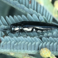 Agrilus hypoleucus at Paddys River, ACT - 1 Mar 2022 10:35 AM