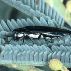 Agrilus hypoleucus at Paddys River, ACT - 1 Mar 2022