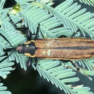 Rhinotia haemoptera at Paddys River, ACT - 1 Mar 2022