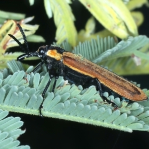 Rhinotia haemoptera at Paddys River, ACT - 1 Mar 2022