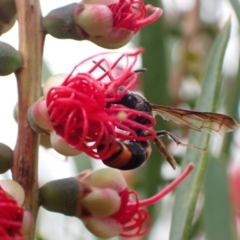 Hyleoides concinna (Wasp-mimic bee) at Murrumbateman, NSW - 1 Mar 2022 by SimoneC