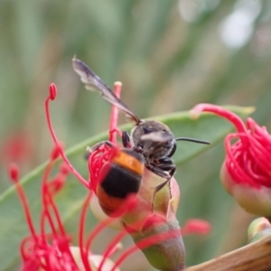 Hyleoides concinna at Murrumbateman, NSW - 1 Mar 2022