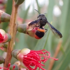 Hyleoides concinna at Murrumbateman, NSW - 1 Mar 2022