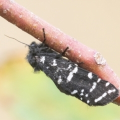 Psychanisa baliodes (A Case moth) at QPRC LGA - 1 Mar 2022 by WHall