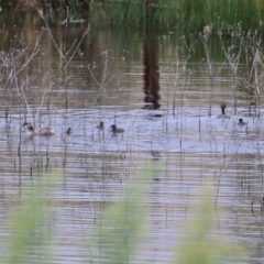 Tachybaptus novaehollandiae (Australasian Grebe) at Lanyon - northern section - 2 Mar 2022 by RodDeb