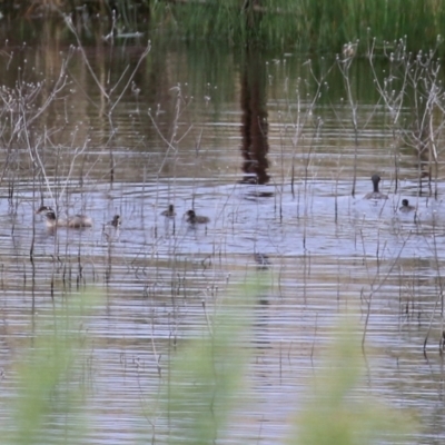 Tachybaptus novaehollandiae (Australasian Grebe) at Lanyon - northern section - 2 Mar 2022 by RodDeb