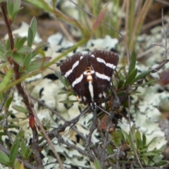 Hecatesia fenestrata (Common Whistling Moth) at Jerrabomberra, NSW - 2 Mar 2022 by SteveBorkowskis