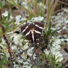 Hecatesia fenestrata at Jerrabomberra, NSW - 2 Mar 2022 11:42 AM