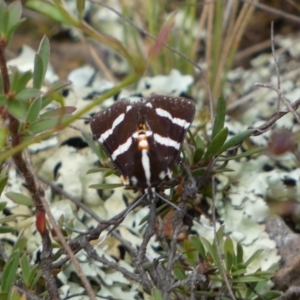 Hecatesia fenestrata at Jerrabomberra, NSW - 2 Mar 2022