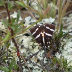 Hecatesia fenestrata at Jerrabomberra, NSW - 2 Mar 2022 11:42 AM