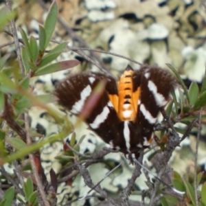 Hecatesia fenestrata at Jerrabomberra, NSW - 2 Mar 2022