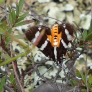 Hecatesia fenestrata at Jerrabomberra, NSW - 2 Mar 2022 11:42 AM