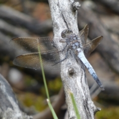 Orthetrum caledonicum (Blue Skimmer) at Jerrabomberra, NSW - 2 Mar 2022 by SteveBorkowskis