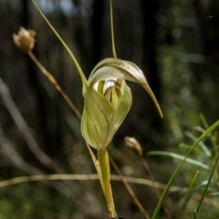 Diplodium reflexum (Dainty Greenhood) at Tuggeranong Hill - 27 Feb 2022 by dan.clark