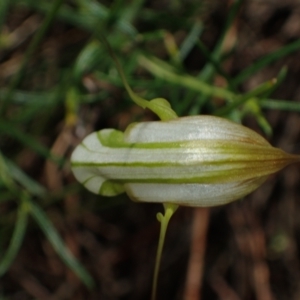 Diplodium reflexum at Tuggeranong Hill - 27 Feb 2022