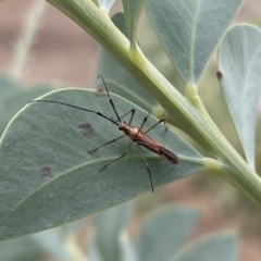 Rayieria acaciae (Acacia-spotting bug) at Pearce, ACT - 2 Mar 2022 by nath_kay
