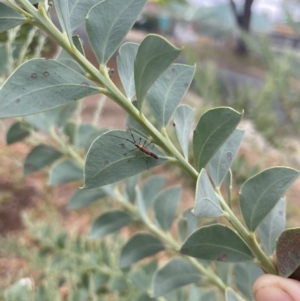 Rayieria acaciae at Pearce, ACT - 3 Mar 2022