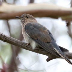 Cacomantis flabelliformis (Fan-tailed Cuckoo) at Paddys River, ACT - 1 Mar 2022 by jb2602