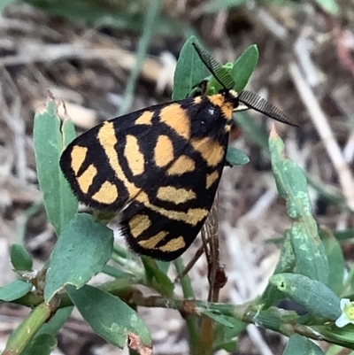 Asura lydia (Lydia Lichen Moth) at Sullivans Creek, Lyneham South - 2 Mar 2022 by megsclass