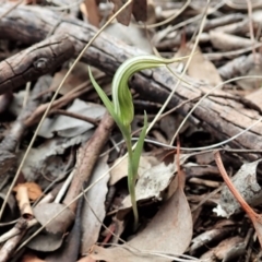 Diplodium truncatum (Little Dumpies, Brittle Greenhood) at Mount Painter - 28 Feb 2022 by CathB