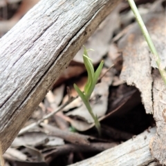 Diplodium truncatum at Cook, ACT - suppressed