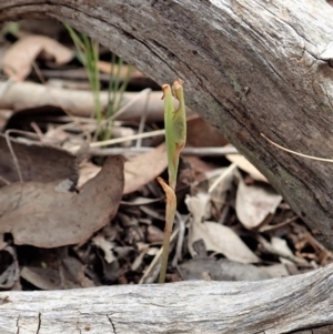 Diplodium truncatum at Cook, ACT - suppressed