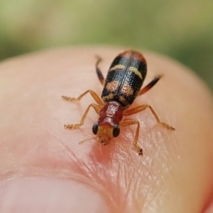 Lemidia bella at Cook, ACT - 1 Mar 2022 10:43 AM