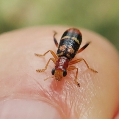 Lemidia bella (Checkered beetle) at Cook, ACT - 1 Mar 2022 by CathB