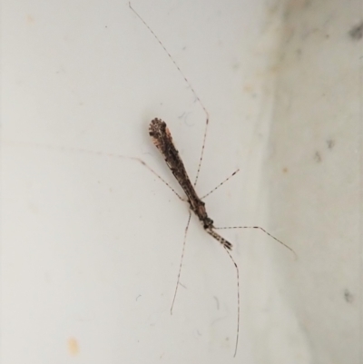 Empicoris sp. (genus) (Thread-legged assassin bug) at Cook, ACT - 27 Feb 2022 by CathB