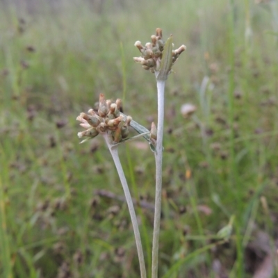 Euchiton japonicus (Creeping Cudweed) at Tennent, ACT - 9 Nov 2021 by michaelb