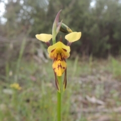 Diuris sulphurea (Tiger Orchid) at Tennent, ACT - 9 Nov 2021 by michaelb