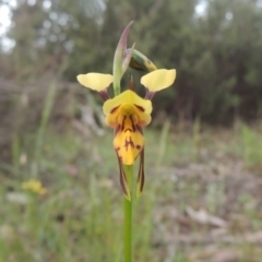 Diuris sulphurea (Tiger orchid) at Tennent, ACT - 9 Nov 2021 by michaelb