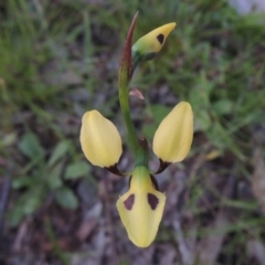 Diuris sulphurea at Tennent, ACT - suppressed